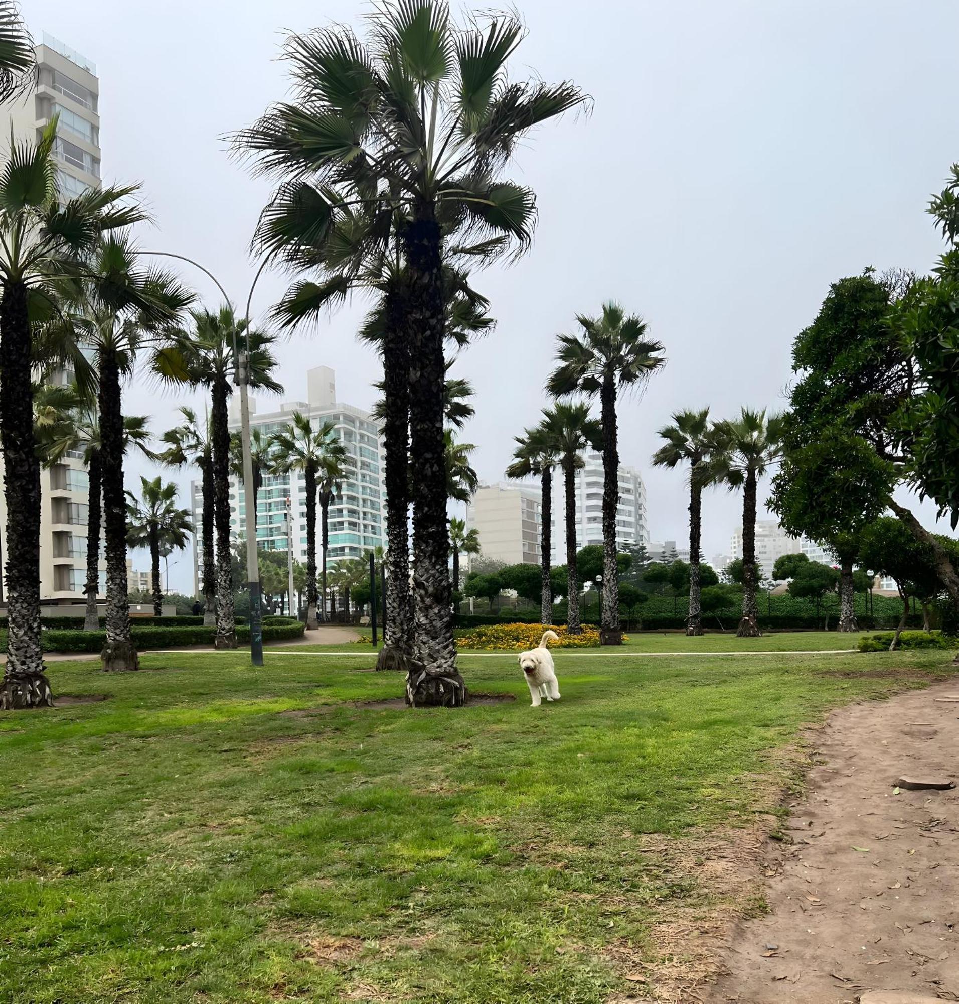 Acogedor 2br Miraflores - Tovar Apartment *